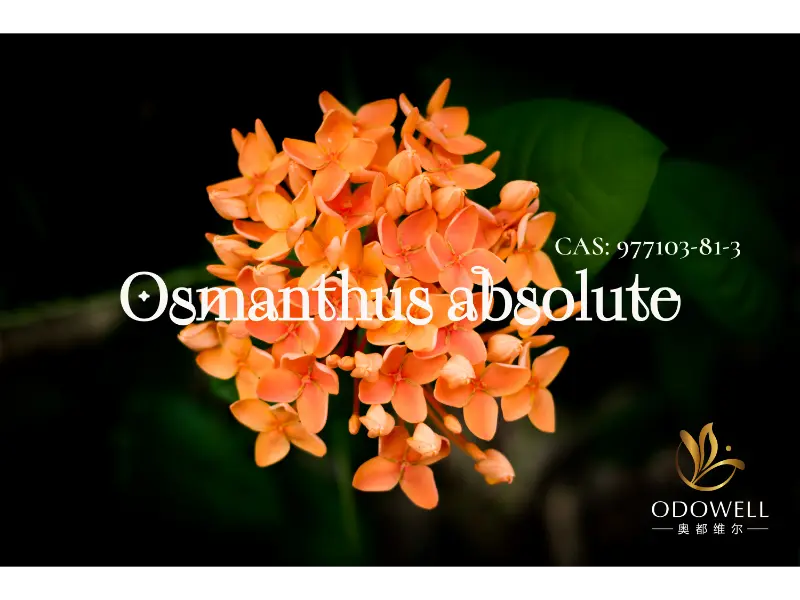 Osmanthus Absolute – ODOWELL-ov naravni podpis za elegantno orientalsko cvetje